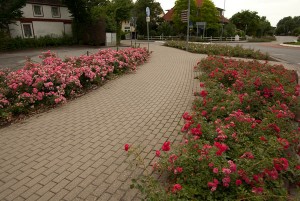 Rožės miesto erdvėje