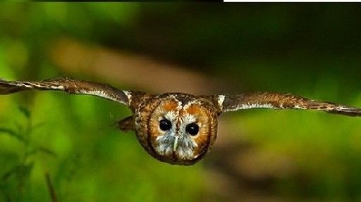 tawny_owl_andyrouse (1)