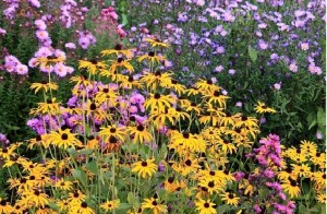 Rudeninis rudbekijų ir astrų žydėjimas